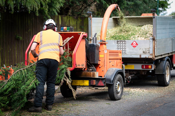 Best Arborist Consultation Services  in USA